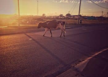 Prefeitura de Araxá realiza recolhimento de animais de médio e grande porte nas vias da cidade