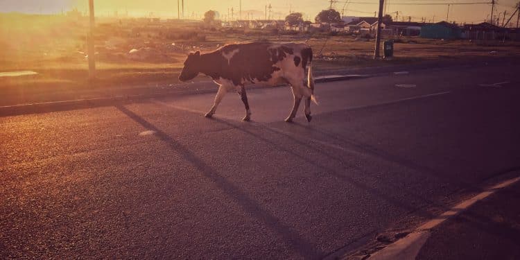 Prefeitura de Araxá realiza recolhimento de animais de médio e grande porte nas vias da cidade