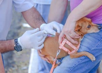 Vacinação antirrábica começa pela zona rural de Araxá na segunda (18)