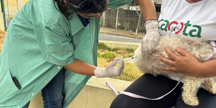 Araxá promove vacinação antirrábica na zona urbana até sábado (20)