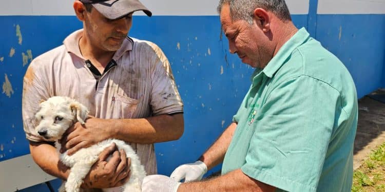 Araxá realiza reforço da vacina antirrábica para animais vacinados pela primeira vez