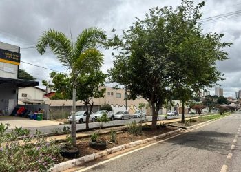 Prefeitura orienta moradores sobre plantio correto em áreas públicas de Araxá