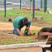 Praça Mangueira ganha novas árvores com a chegada do período chuvoso