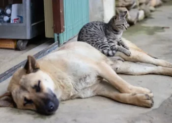 Dez dicas para refrescar os pets em dias de altas temperaturas