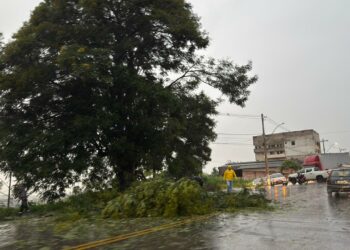 Secretaria de Serviços Urbanos disponibiliza equipes para atender quedas de árvores em Araxá