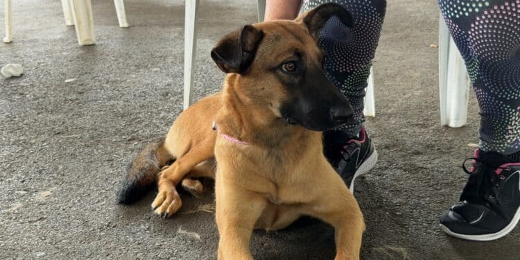 Mais de 11 mil castrações ajudam a reduzir abandono de cães e gatos em Araxá