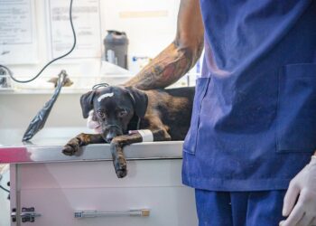 Mutirão de castrações gratuitas começa nesta sexta-feira em Araxá com novo local de atendimento