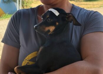 Araxá realiza mutirão com 450 castrações gratuitas de cães e gatos a partir de sexta-feira