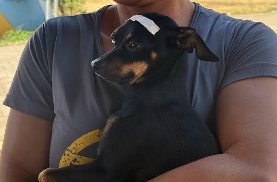 Araxá realiza mutirão com 450 castrações gratuitas de cães e gatos a partir de sexta-feira