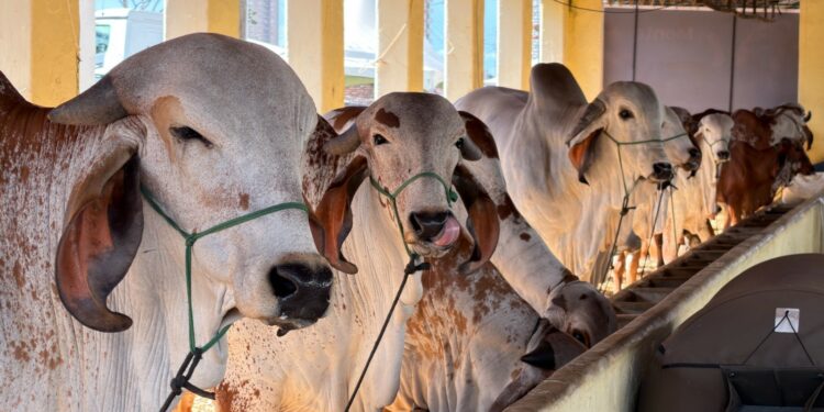 Com apoio da Prefeitura de Araxá, Fenarap 2026 traz torneio leiteiro, inovação no campo e programação diversificada