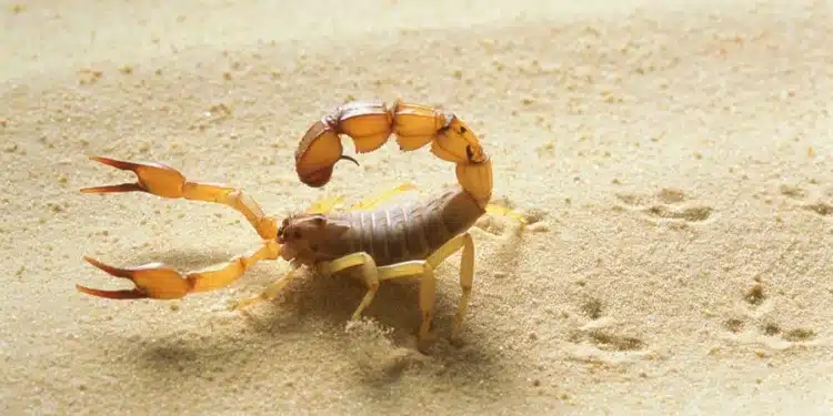 Escorpiões podem sobreviver na água e invadem casas desorganizadas