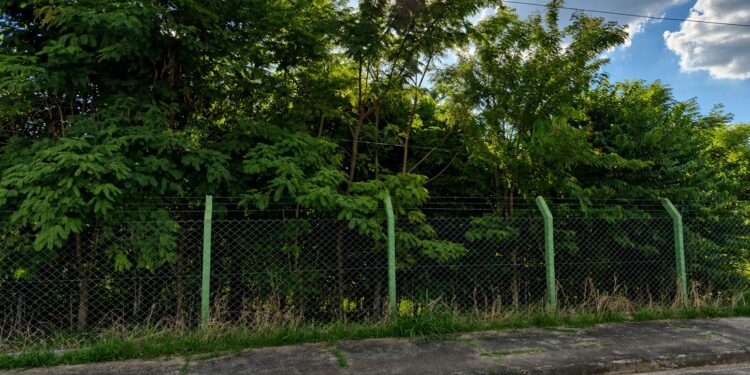 Projeto de requalificação de áreas verdes já soma mais de 5.600 mudas plantadas em Araxá