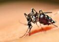Casos de chikungunya na região acende alerta em Araxá e Vigilância reforça ações de combate ao Aedes aegypti