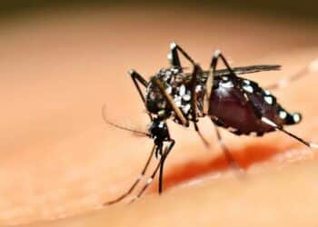 Casos de chikungunya na região acende alerta em Araxá e Vigilância reforça ações de combate ao Aedes aegypti