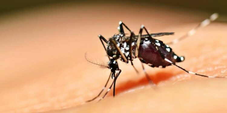 Casos de chikungunya na região acende alerta em Araxá e Vigilância reforça ações de combate ao Aedes aegypti