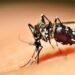 Casos de chikungunya na região acende alerta em Araxá e Vigilância reforça ações de combate ao Aedes aegypti