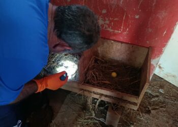 Levantamento anual monitora presença do barbeiro transmissor da doença de Chagas na zona rural de Araxá