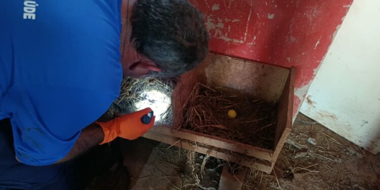 Levantamento anual monitora presença do barbeiro transmissor da doença de Chagas na zona rural de Araxá