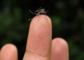 Vigilância Epidemiológica monitora circulação do sorotipo 3 da dengue em Araxá