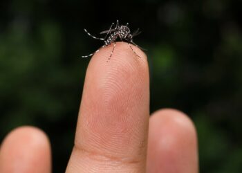 Vigilância Epidemiológica monitora circulação do sorotipo 3 da dengue em Araxá