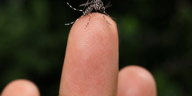 Vigilância Epidemiológica monitora circulação do sorotipo 3 da dengue em Araxá