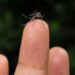 Vigilância Epidemiológica monitora circulação do sorotipo 3 da dengue em Araxá