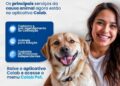 Prefeitura lança Colab Pet e amplia acesso aos serviços da causa animal pelo aplicativo Colab
