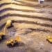 Mineradora australiana prevê investimento de R$ 2 bi em processamento de terras-raras em Uberlândia