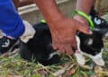Araxá inicia vacinação antirrábica na zona rural começa na próxima segunda-feira (31)