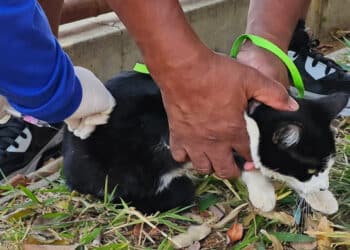 Araxá inicia vacinação antirrábica na zona rural começa na próxima segunda-feira (31)
