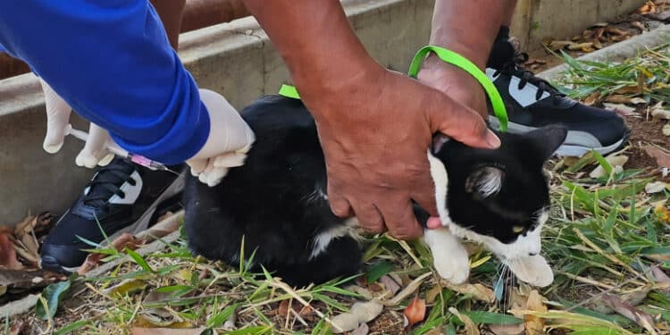 Araxá inicia vacinação antirrábica na zona rural começa na próxima segunda-feira (31)