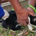 Araxá inicia vacinação antirrábica na zona rural começa na próxima segunda-feira (31)