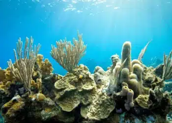 Corais mostram que El Niño está ficando mais forte com mudanças climáticas