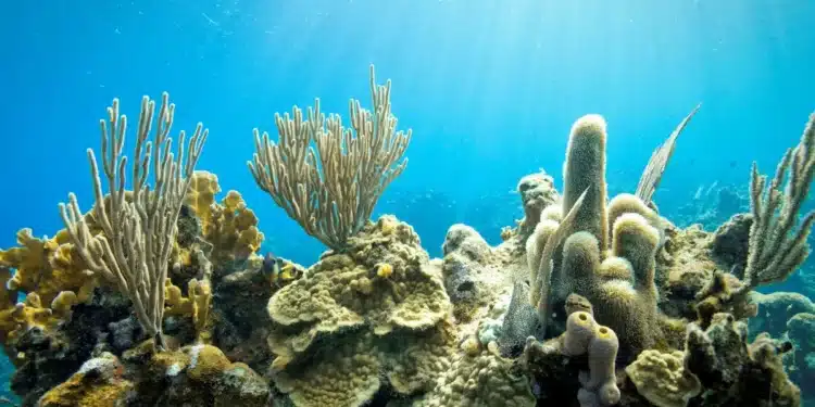 Corais mostram que El Niño está ficando mais forte com mudanças climáticas