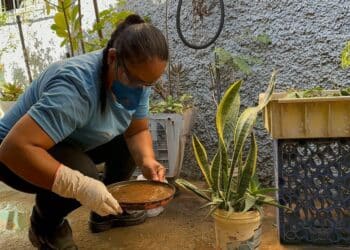 Período chuvoso aumenta risco de criadouros do Aedes e reforça cuidados dentro de casa