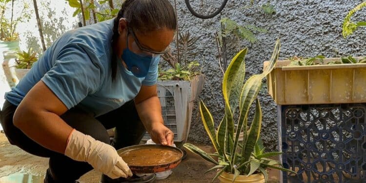 Período chuvoso aumenta risco de criadouros do Aedes e reforça cuidados dentro de casa