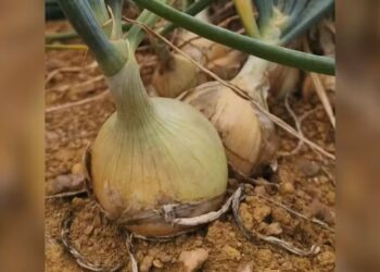 Chuva afeta plantações e preço da cebola dispara em Araxá e região