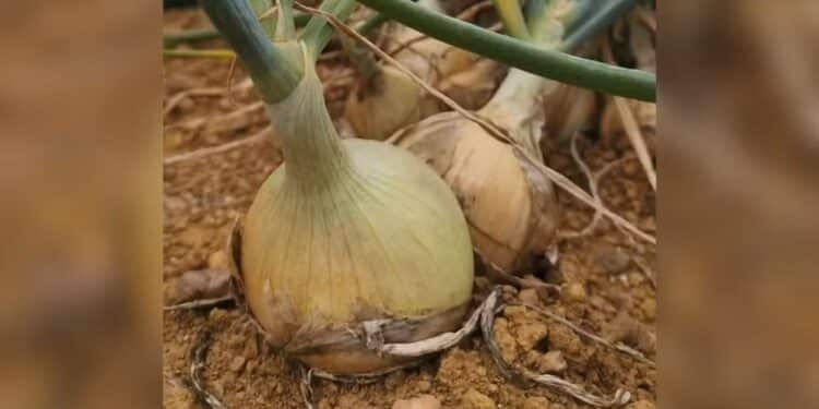Chuva afeta plantações e preço da cebola dispara em Araxá e região