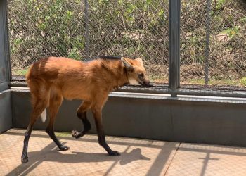 Criadouro Científico da CBMM tem três novos animais com limitações físicas