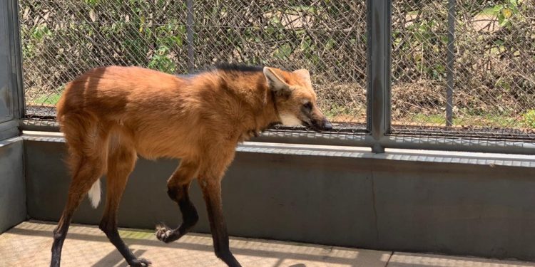Criadouro Científico da CBMM tem três novos animais com limitações físicas