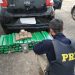 Casal é preso ao transportar 85 kg de maconha na BR 262, em Campos Altos