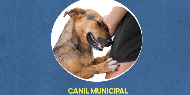 Adote um Cãomigo