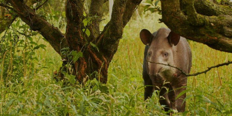 Filhotes gêmeos de anta são descobertos pela 1ª vez na natureza