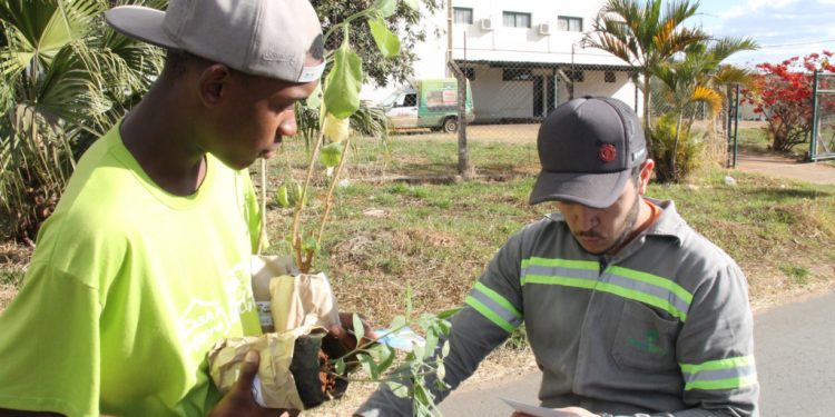 Prefeitura distribuirá mudas de plantas medicinais para a comunidade