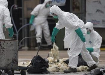 China confirma primeiro contágio humano de cepa da gripe aviária