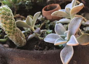 Pandemia e isolamento aumentam procura por cultivo de plantas em casa